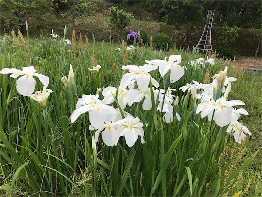 20190526185038 20190526185038