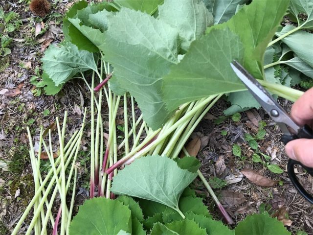 20200329210251 20200329210251